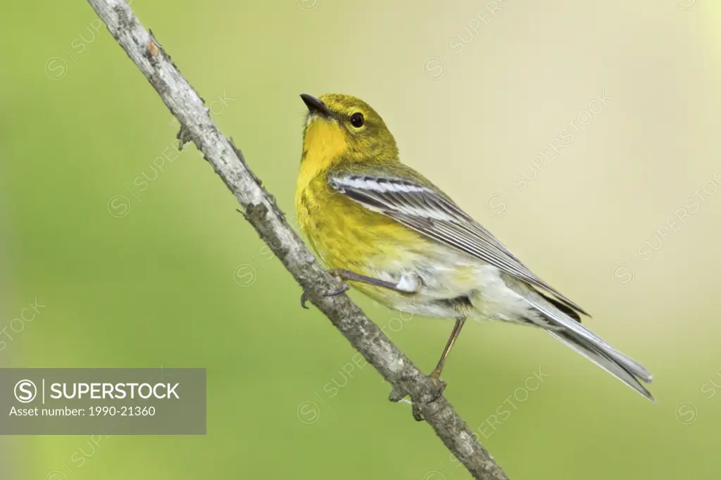 Pine Warbler Dendroica pinus perched on a branch near Huntsville, Ontario Canada.