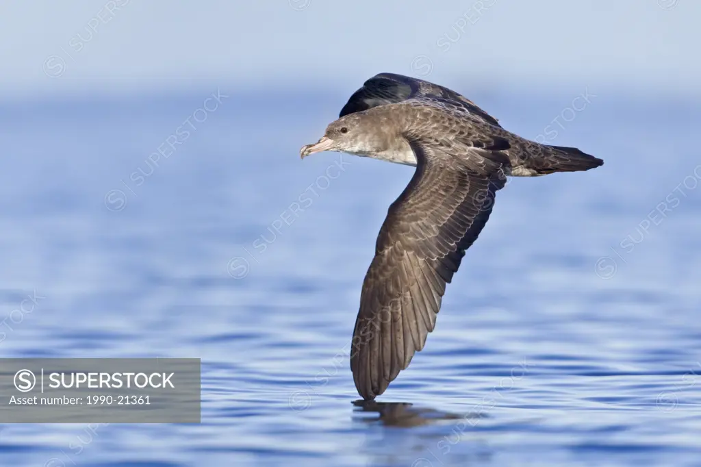 Pink_footed Shearwater Puffinus creatopus flying in Victoria, BC, Canada.