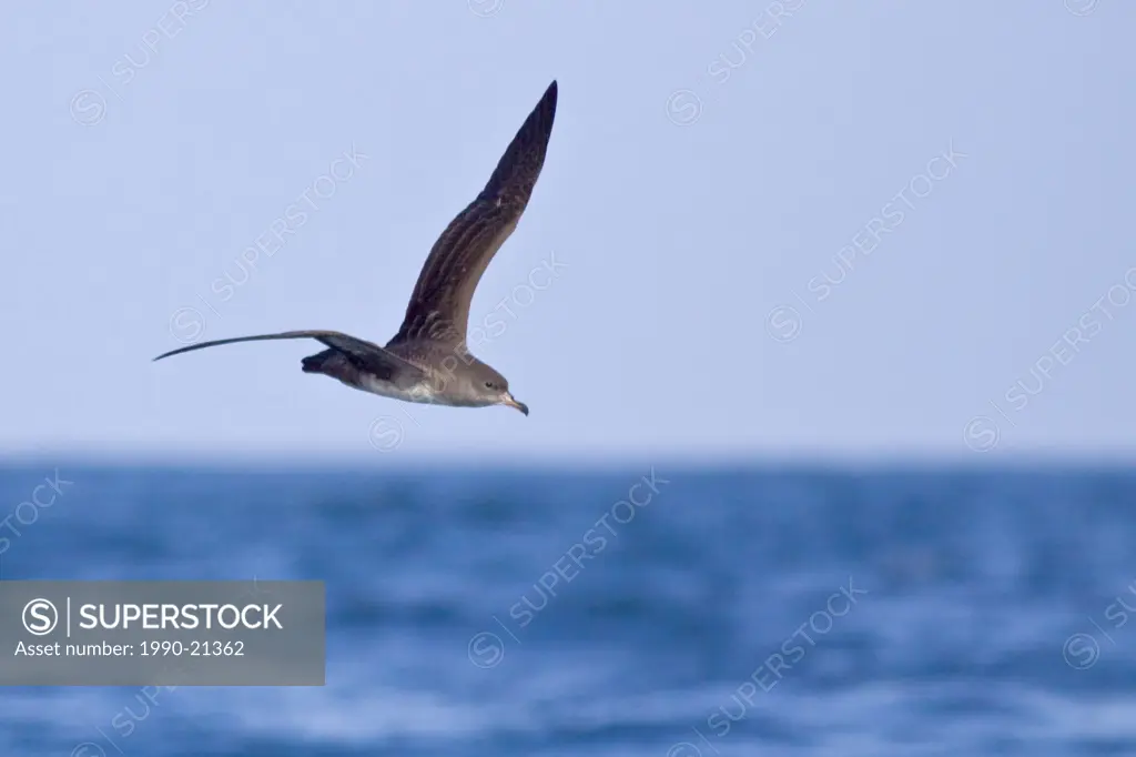 Pink_footed Shearwater Puffinus creatopus flying in Washington, USA.
