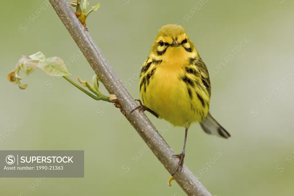 A Prairie Warbler Dendroica discolor perched on a branch at the Carden Alvar in Ontario, Canada.