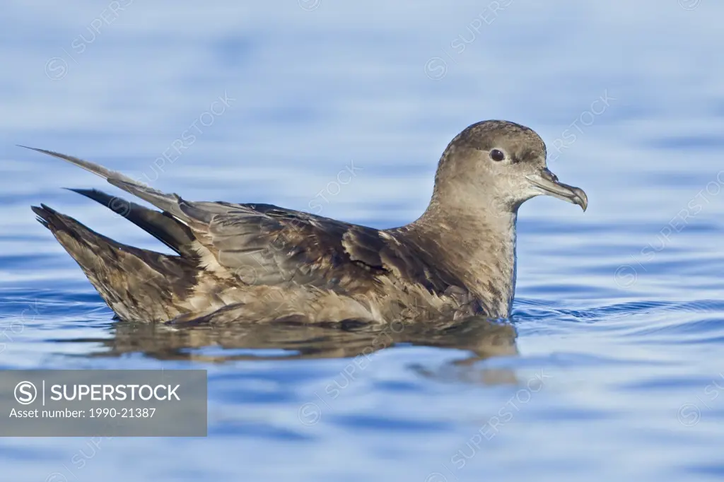 Sooty Shearwater Puffinus griseus swimming on the ocean near Victoria, BC, Canada.