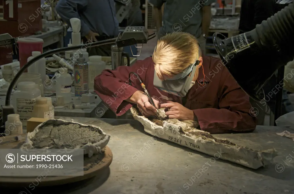 Paleontologist cleaning a dinosaur bone. Royal Tyrrell Museum, Drumheller, Alberta, Canada