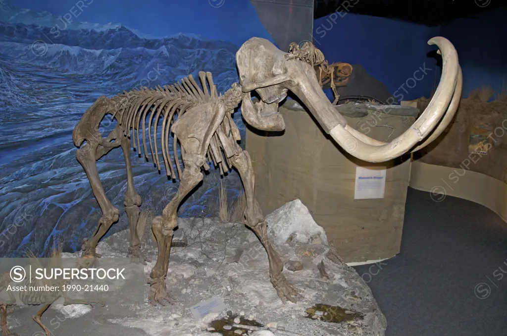 The woolly mammoth skeleton Mammuthus primigenius, Royal Tyrrell Museum, Drumheller, Alta, Canada
