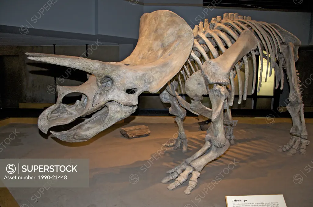 Triceratops horridus skeleton. Royal Tyrrell Museum, Alta, Canada