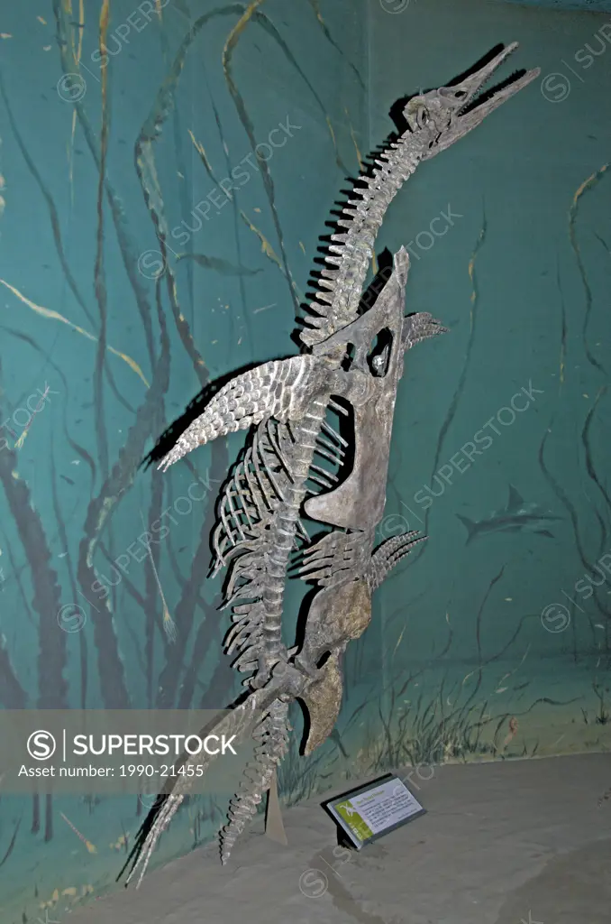 Skeleton of Short_necked Plesiosaur Trinacromerum bonneri. Royal Tyrrell Museum, Drumheller, Alta, Canada