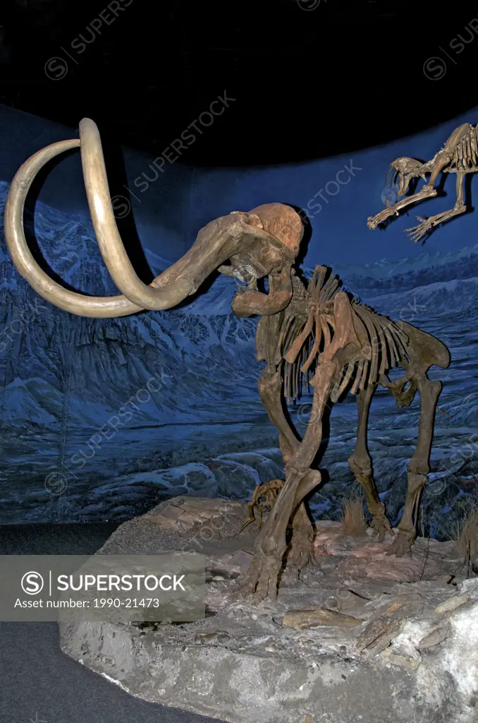 The woolly mammoth skeleton Mammuthus primigenius, also called the tundra mammoth, i Royal Tyrrell Museum, Drumheller, Alta, Canada