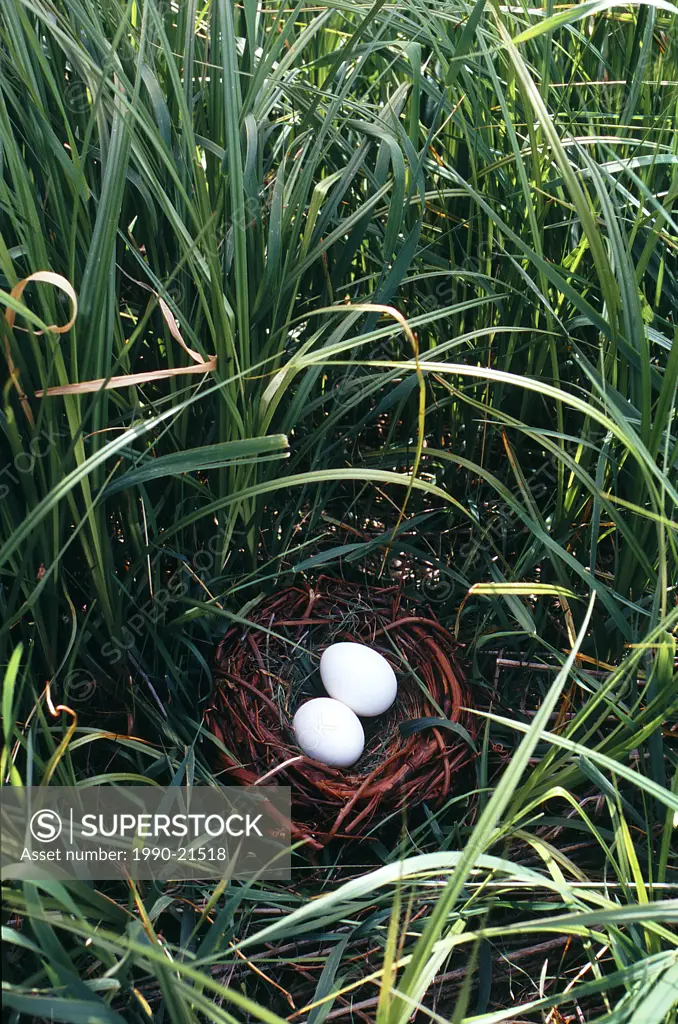 Two eggs in bird nest on the ground with long grass surrounding.
