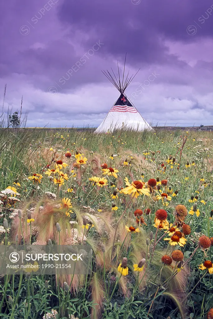 Indigenous Tipi in field of lazy susan and prairie fennel, Alberta, Canada