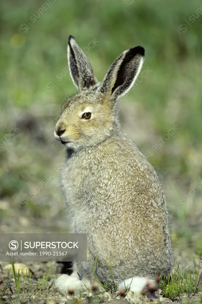 Young arctic hare Lepus articus, Banks Island, NWT, Canada