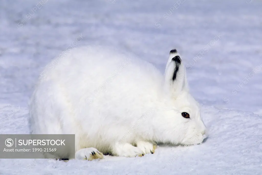 Arctic hare Lepus articus in winter pelage, banks Island, Northwest Territories, Arctic Canada