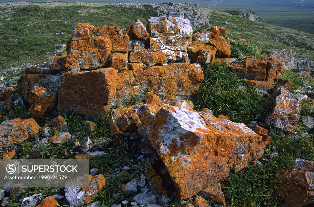 Lichen_encrusted rocks, Vuntut National Park, northern Yukon, Arctic Canada. The rocks had been used as a hunting and survey post for raptors and thei...