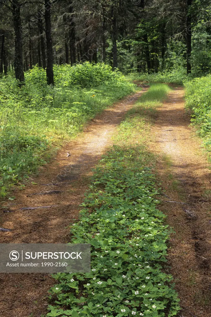 Country road in Whiteshell Provincial Park, Manitoba, Canada