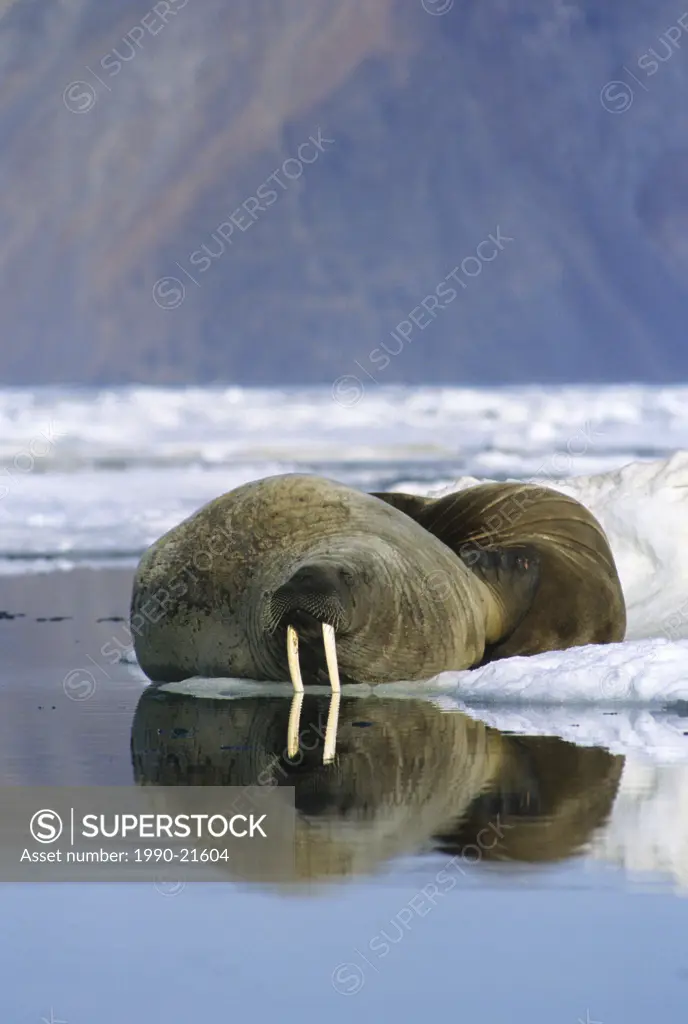 Atlantic walruses Odobenus rosmarus rosmarus loafing on the pack ice, Alexandra Fiord, east_central Ellesmere Island, Canadian High Arctic