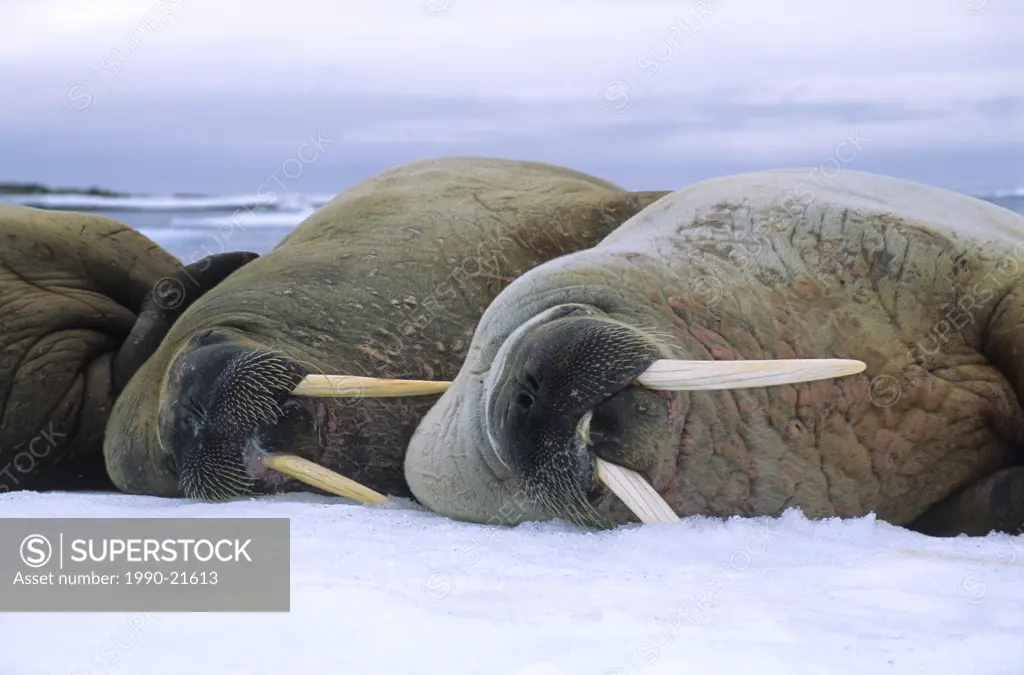 Atlantic walruses Odobenus rosmarus rosmarus loafing on the pack ice, Svalbard Archipelago, Arctic Norway