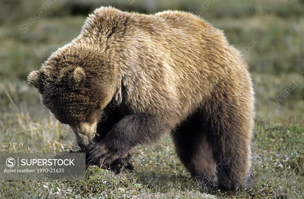 Brown bear Ursus arctos digging for the nutritious roots of tundra wildflowers, northern Yukon, Arctic Canada