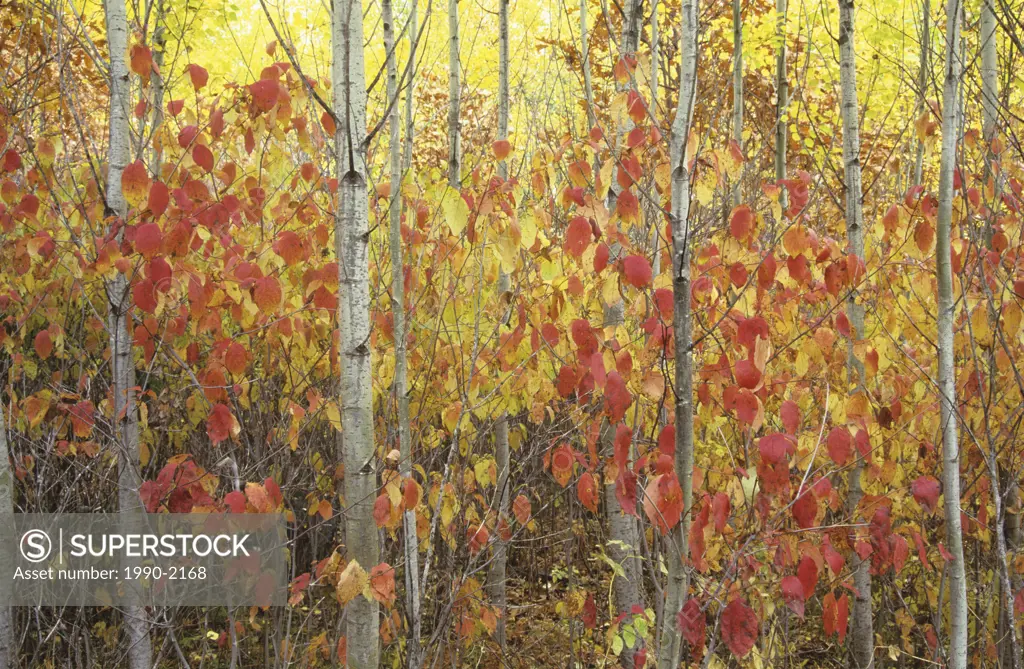 Autumn colors Whiteshell Provincial Park, Manitoba, Canada