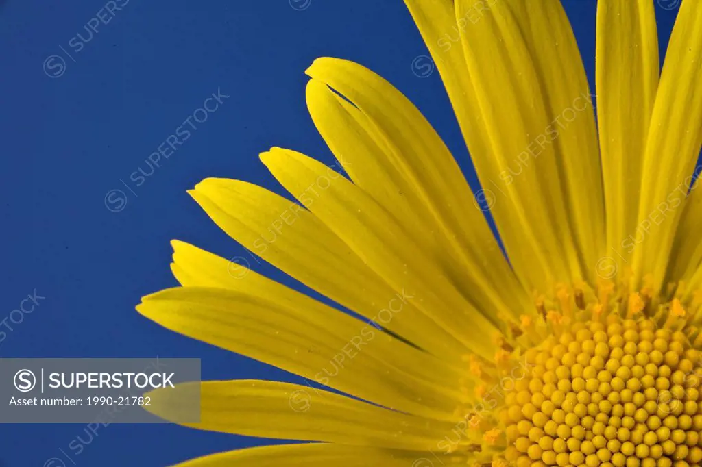 Yellow flower on a blue background