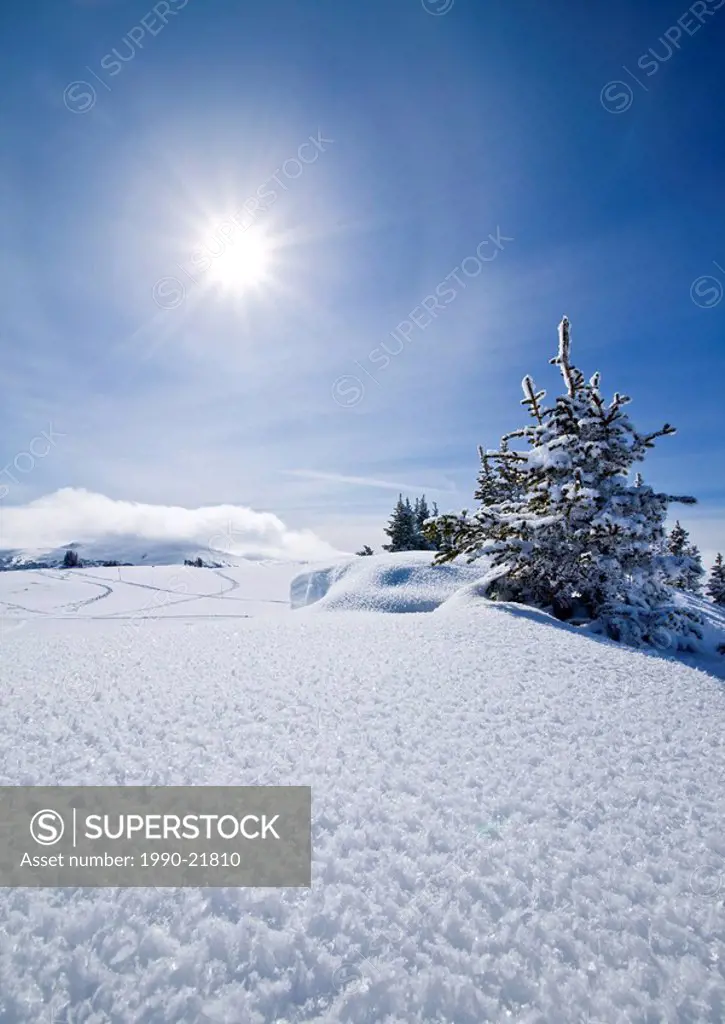 Winter Landscape at Sunshine Village Ski Resort, Alberta