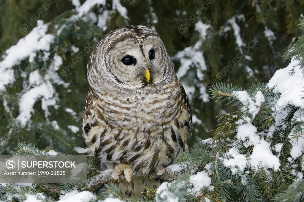 Adult barred owl Strix varia hunting in northern Alberta,Canada