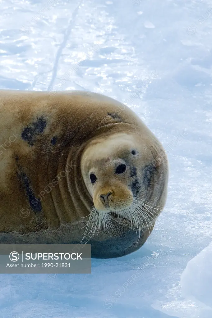 Adult male bearded seal Erignathus barbatus, resting on the edge of a slad of sea ice, Svalbard, Arctic Norway