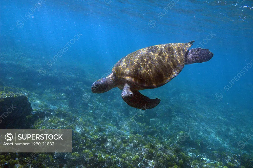 Adult female black sea turtle Chelonia agassizii foraging in the Galapagos Islands. Ecuador