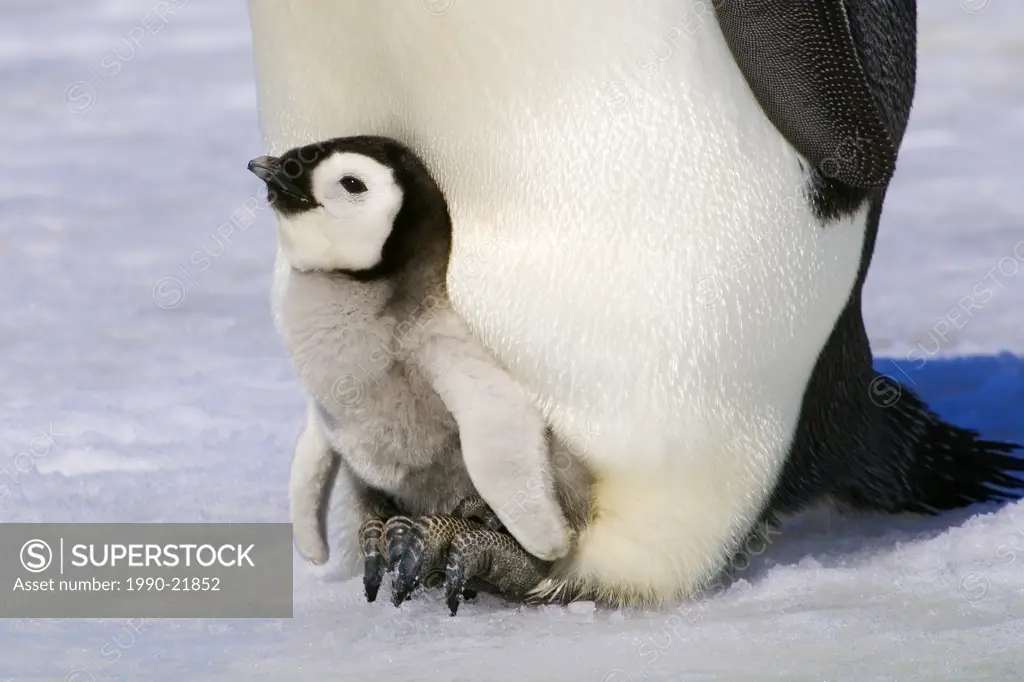 Emperor penguin Aptenodytes forsteri chick resting on its parent´s feet, Snow Hill Island, Antarctic Peninsula