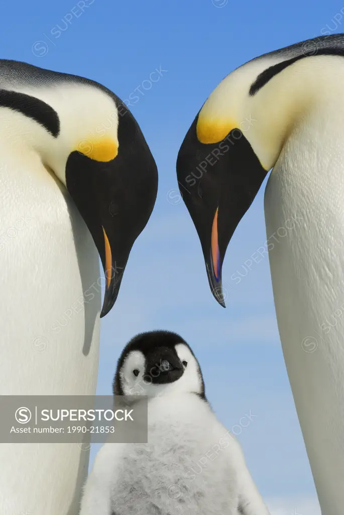Emperor penguins Aptenodytes forsteri and chick, Snow Hill Island, Antarctic Peninsula