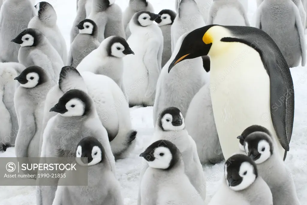 Adult emperor penguin Aptenodytes forsteri and chicks, Snow Hill Island, Antarctic Peninsula