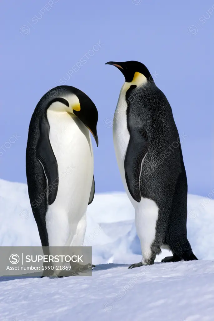 Courting emperor penguins Aptenodytes forsteri, Snow Hill Island, Weddell Sea, Antarctica