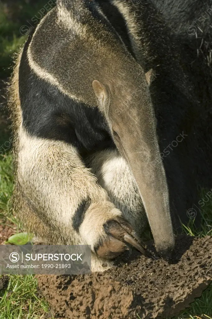 Giant anteater Myrmecophaga tridactyla foraging for termites, Pantanal, southwestern Brazil
