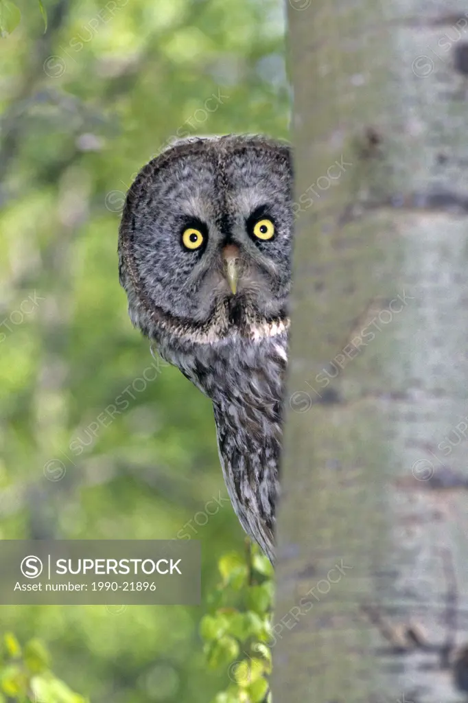 Adult great gray owl Strix nebulosa, northern Alberta, Canada