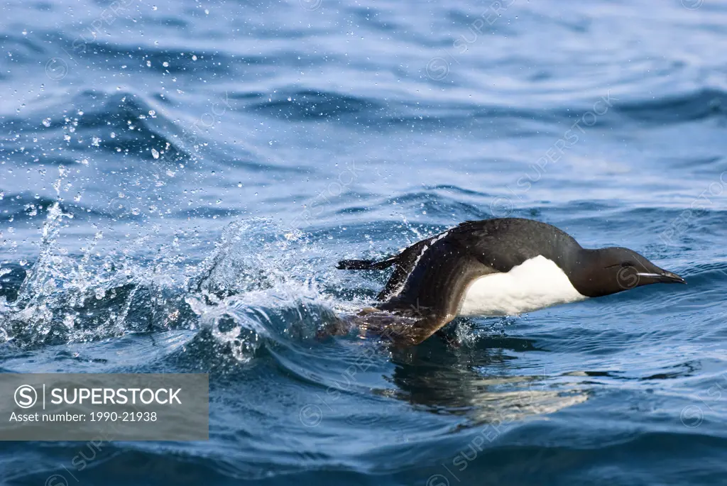 Adult thick_billed murre Uria lomvia taking off from the surface of the sea near its nesting cliff, Svalbard Archipelago, Arctic Norway