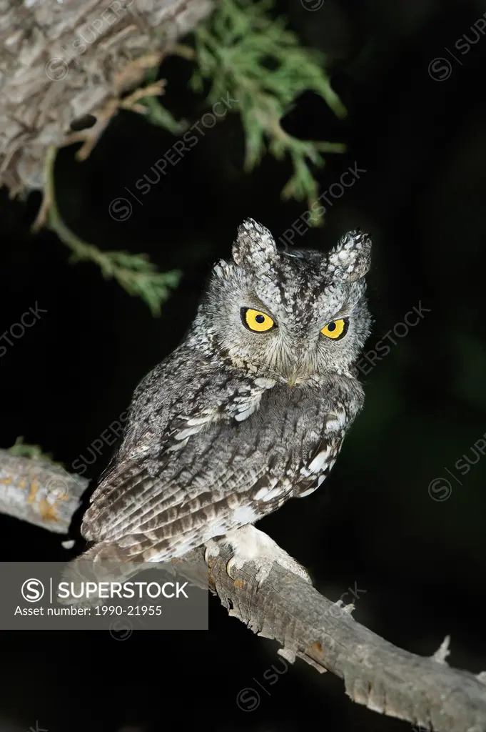 Adult male whiskered screech_owl Otus trichopsis, Huachuca Mountains, Arizona
