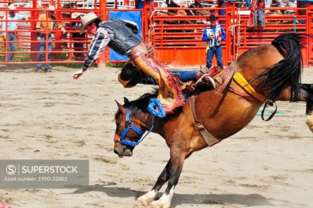 Cowboy being thrown from his ride during saddle bronc riding at the Luxton Pro Rodeo in victoria, BC.