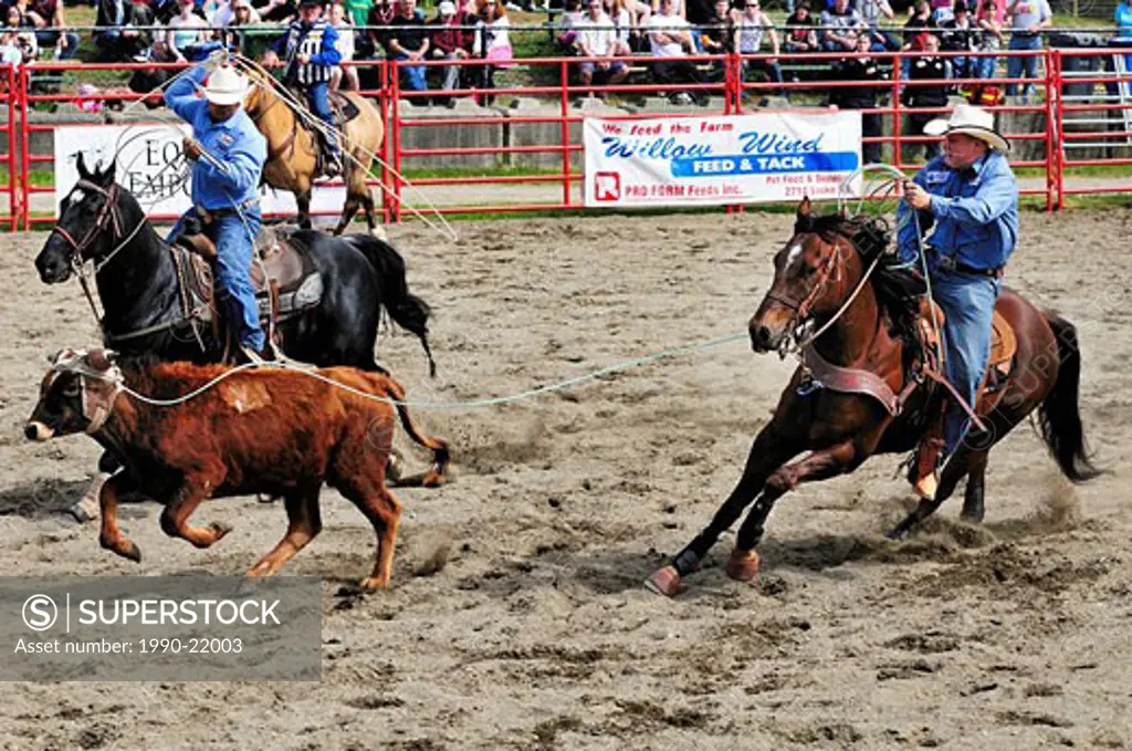 Cowboys calf roping team roping at the Luxton Pro Rodeo in Victoria, BC.