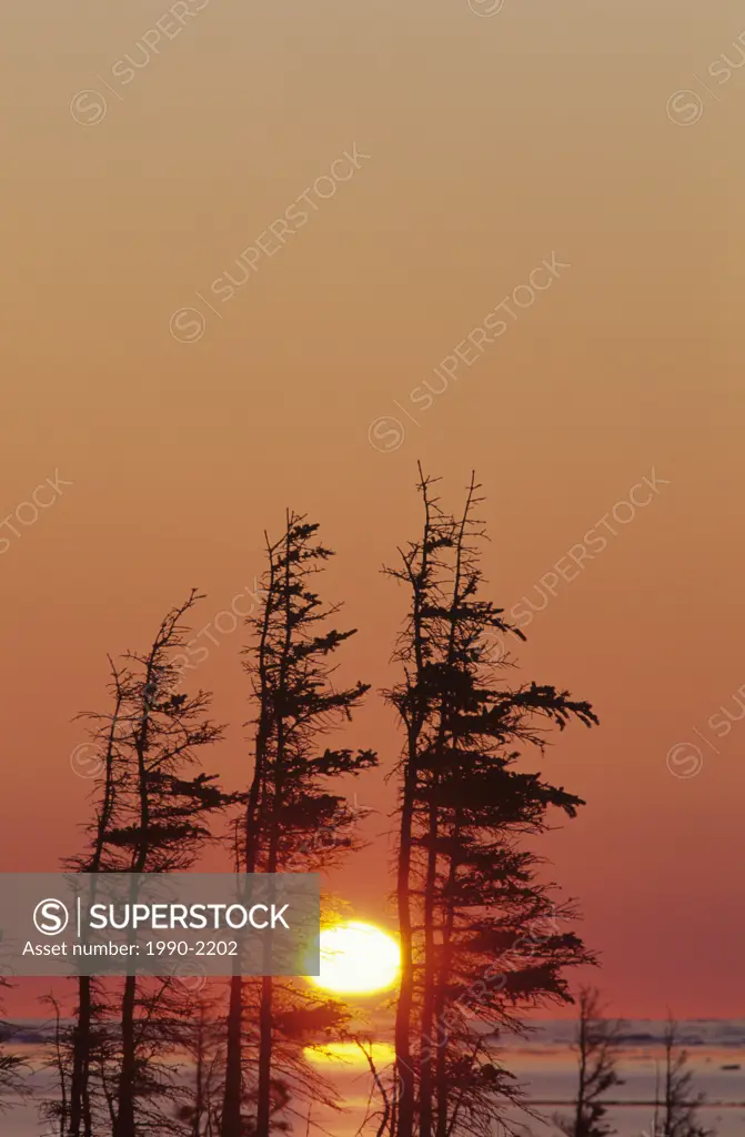Sunset thru trees, Hudson Bay, Churchill, Manitoba, Canada