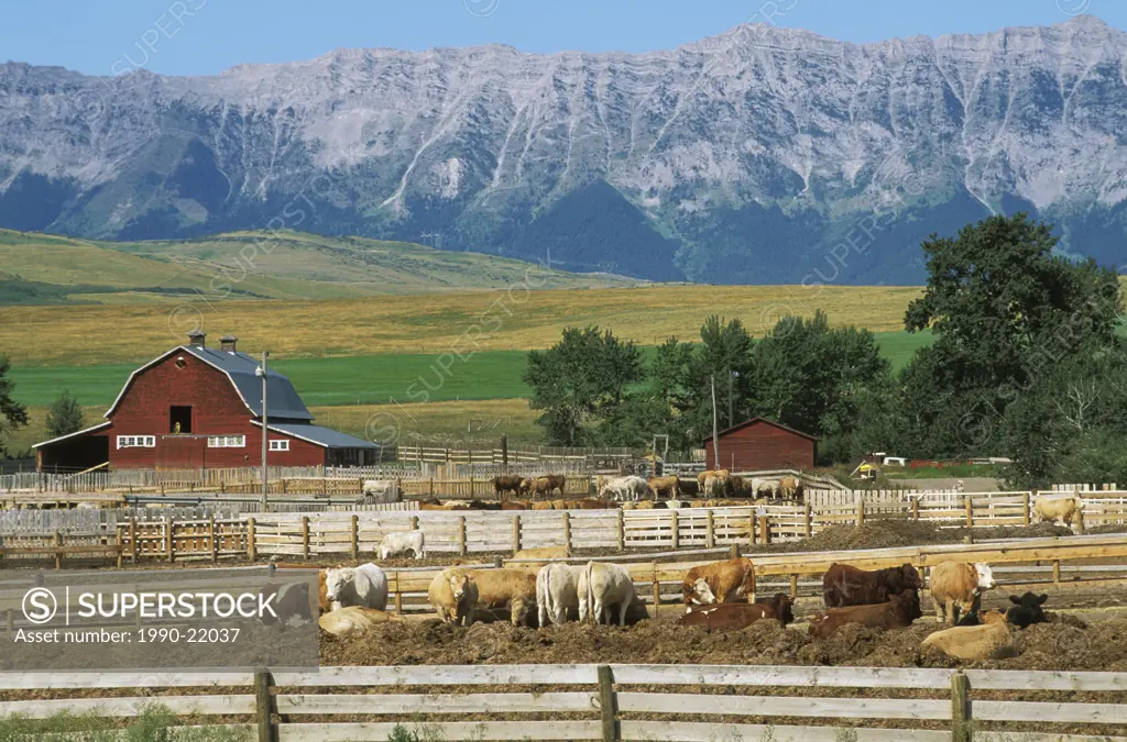 Cattle ranch in foothills of rocky Mountains, Alberta, Canada