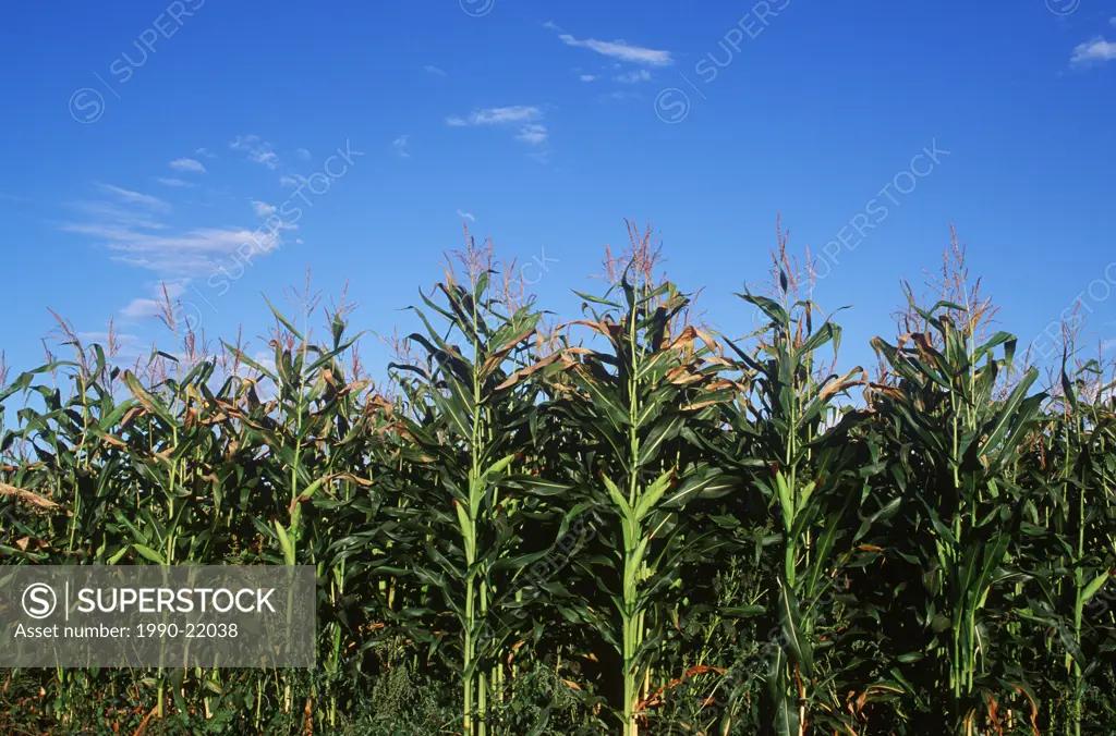 corn field on saanich peninsula, Vancouver Island, British Columbia, Canada
