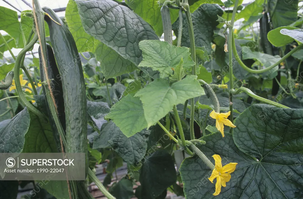 Lower Mainland, Hot House agriculture - Long English Cucumbers, Lower Mainland, British Columbia, Canada