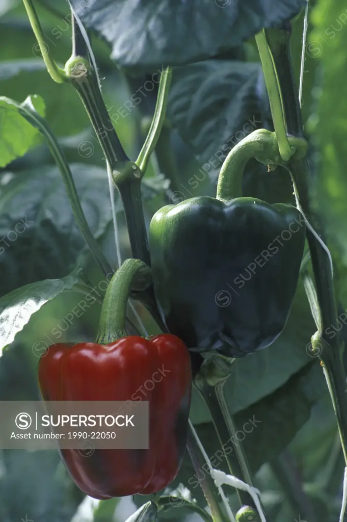 Hot House agriculture - Red Peppers, Lower Mainland, British Columbia, Canada