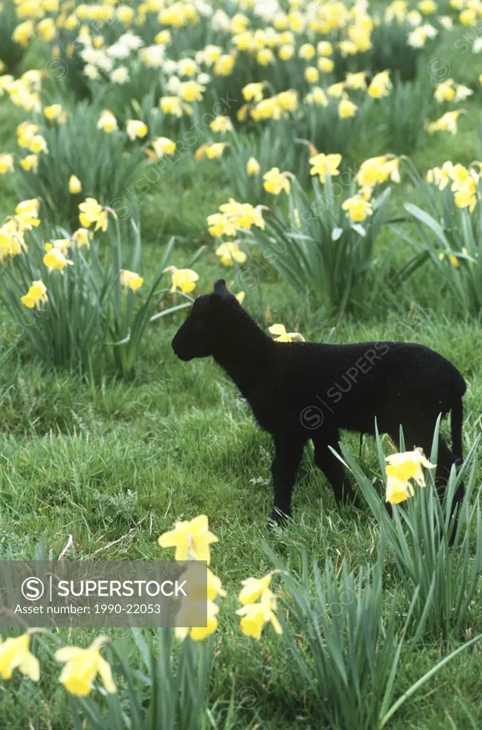 young black lamb in daffodil field, Vancouver Island, British Columbia, Canada