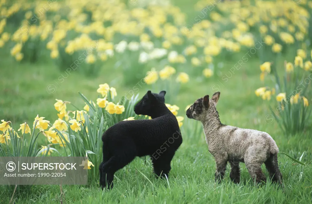 spring lambs in meadow with daffodils in bloom, Vancouver Island, British Columbia, Canada