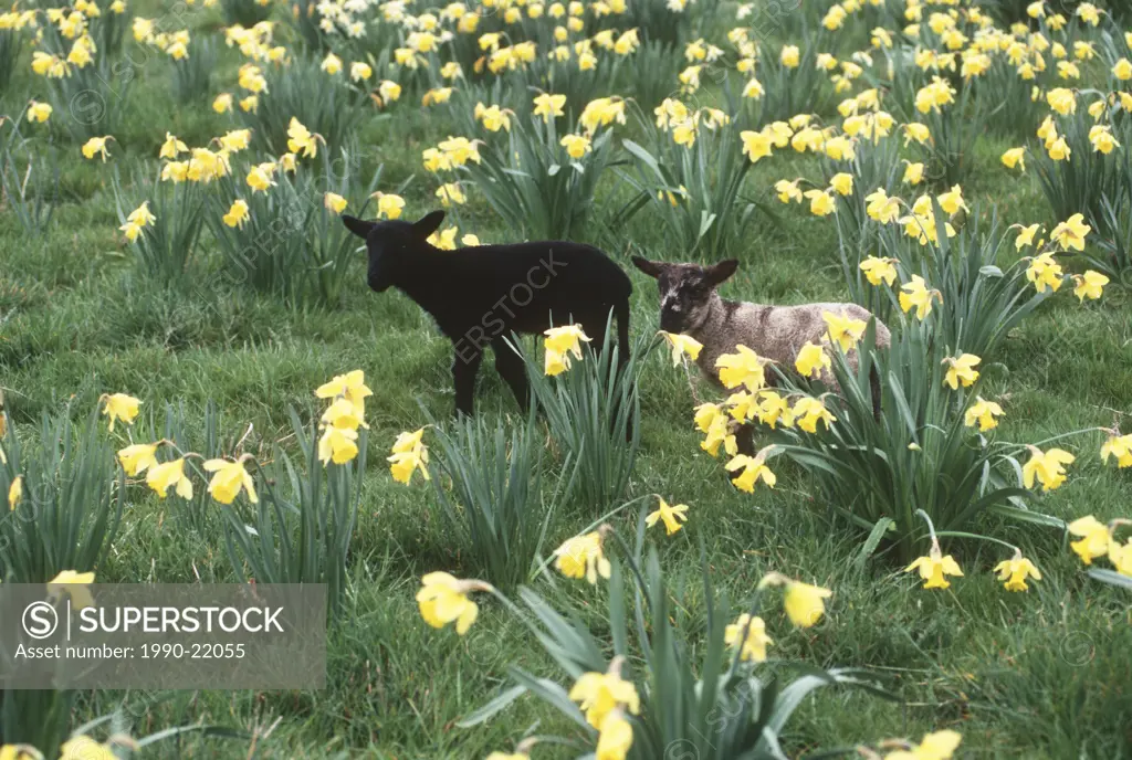 young black lamb in daffodil field, Vancouver Island, British Columbia, Canada