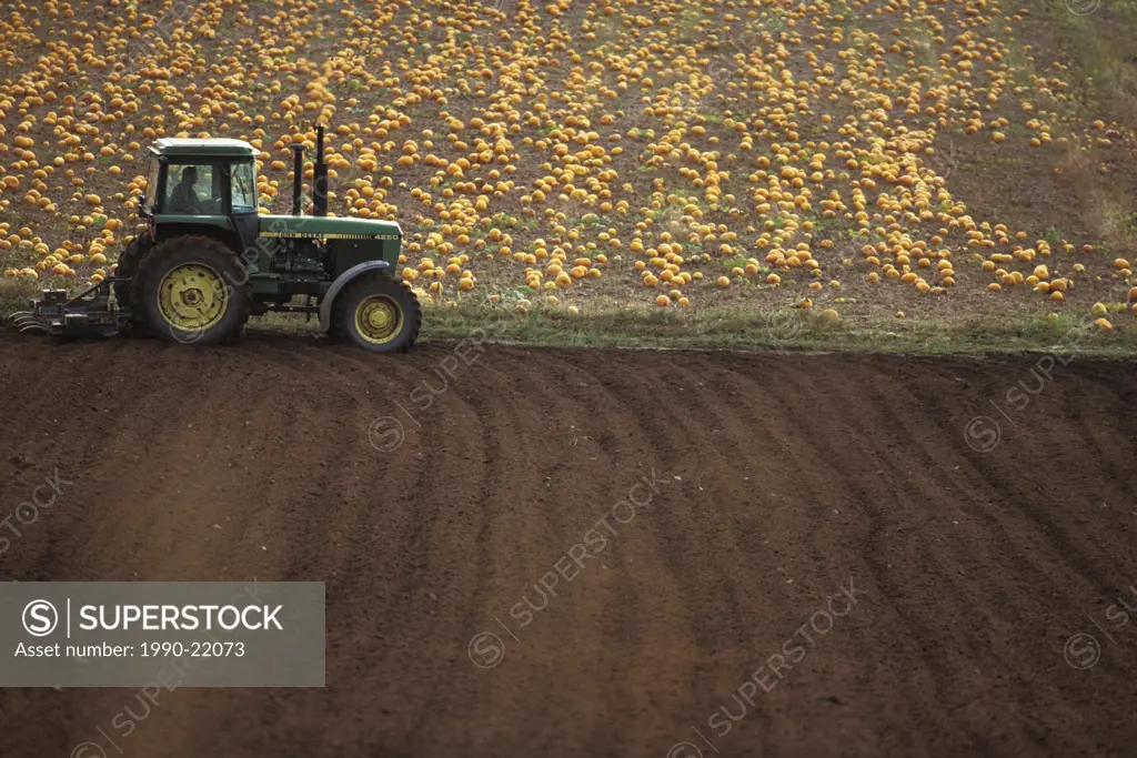 Tractor by pumpkin field, Saanich Peninsula, Vancouver Island, British Columbia, Canada