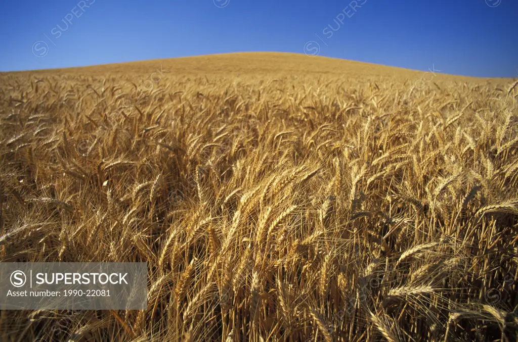 Agriculture ripe wheat in field with blue sky, British Columbia, Canada
