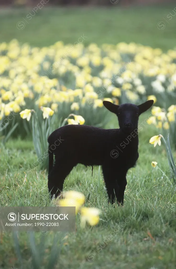 Young black lamb in daffodil field, Vancouver Island, British Columbia, Canada