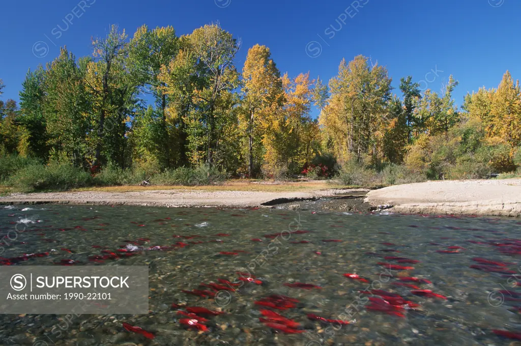 Fall sockeye salmon return, school of fish and aspens, Adams River, British Columbia, Canada