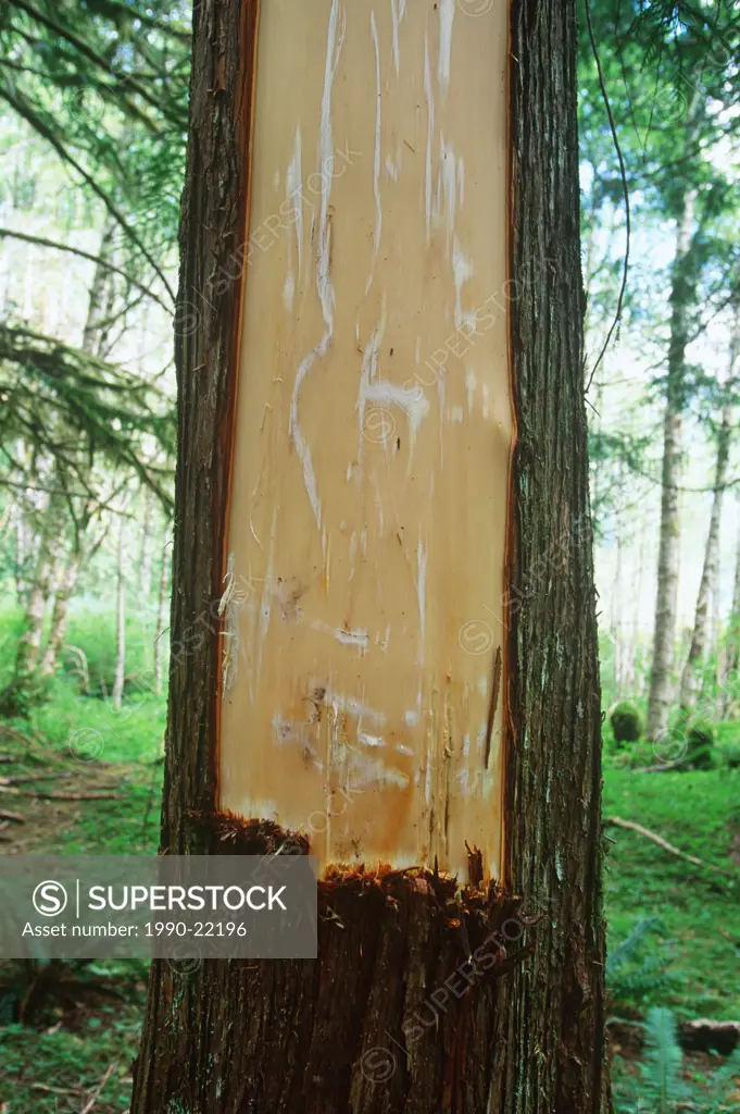Cedar Bark stripped from culturally modified tree, British Columbia, Canada