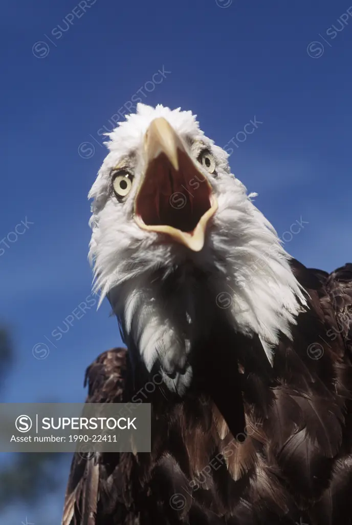 Bald Eagle Haliaetus leucocephalus, British Columbia, Canada