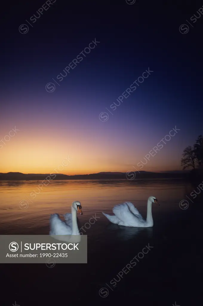 Canada, Vancouver island, Mute swans Cygnus olor at sunset, Gulf Islands